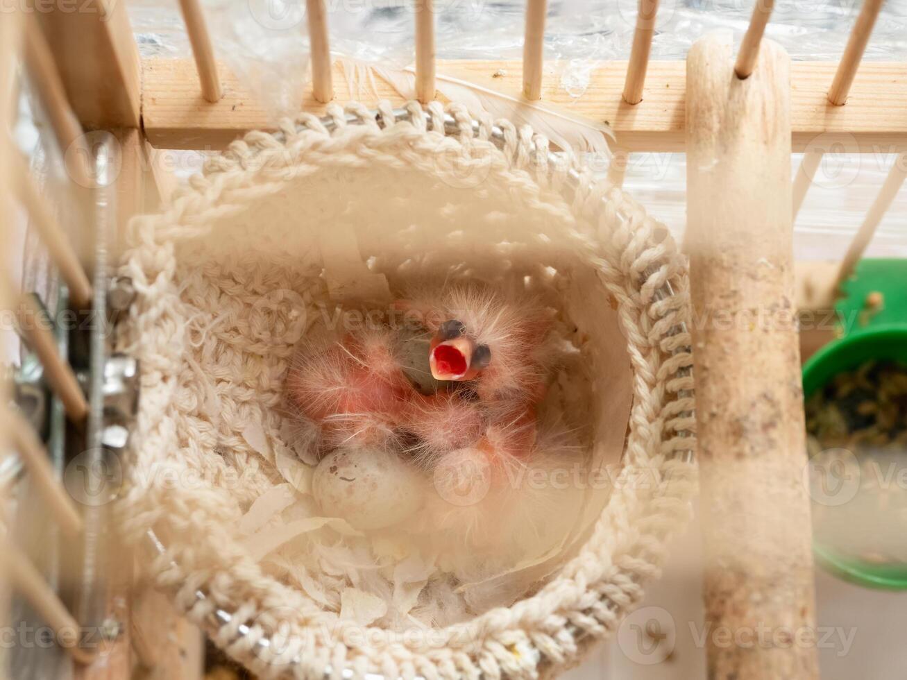 Newly hatched canary chick and eggs in the nest. Baby chick screams, photo