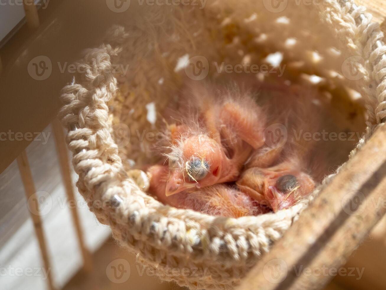 Just hatched three blind canary chicks from an egg in the nest photo