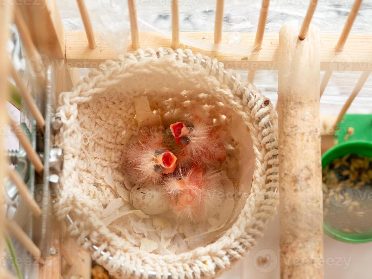 Newly hatched three canary chick and eggs in the nest. Baby chicks screams, wants to eat. Spring replenishment in the family. Breeding of songbirds at home. photo