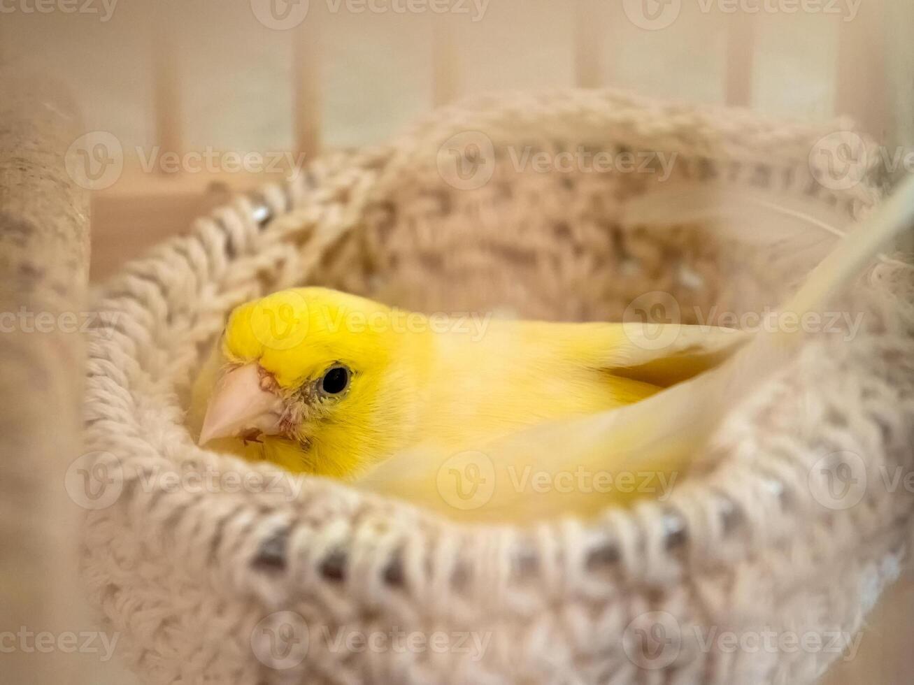 Canary sitting in nest in early spring.Yellow female canary incubates eggs in the nest photo
