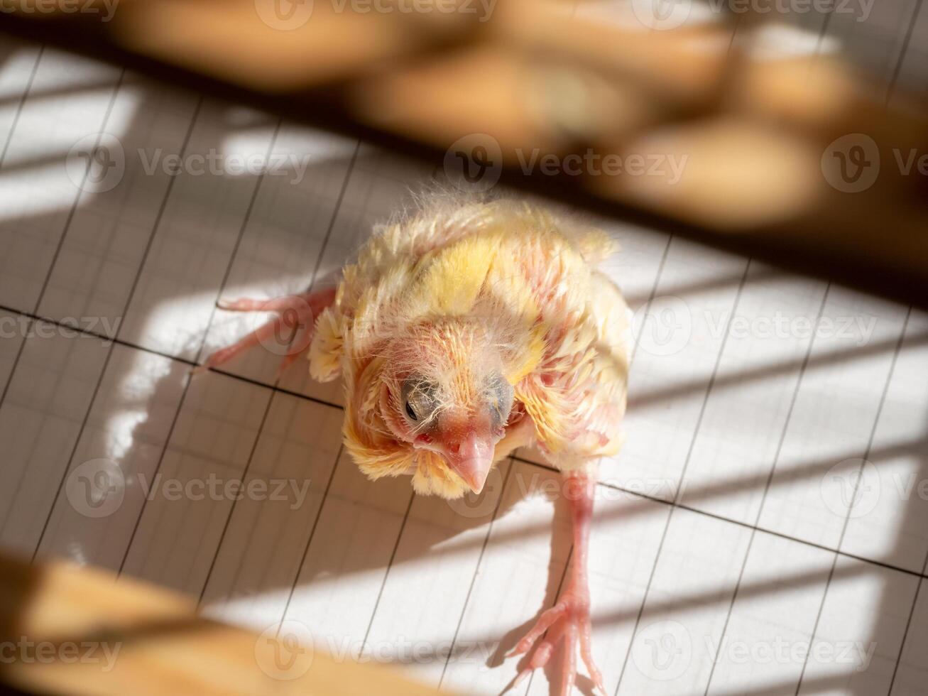 Baby Canary chick sitting fell out of the nest. Spring replenishment in the family. Breeding of songbirds at home. photo