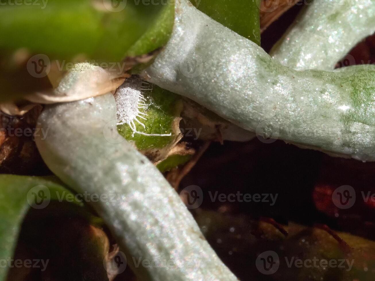 Selective focus of mealybug on orchid roots, close up photo