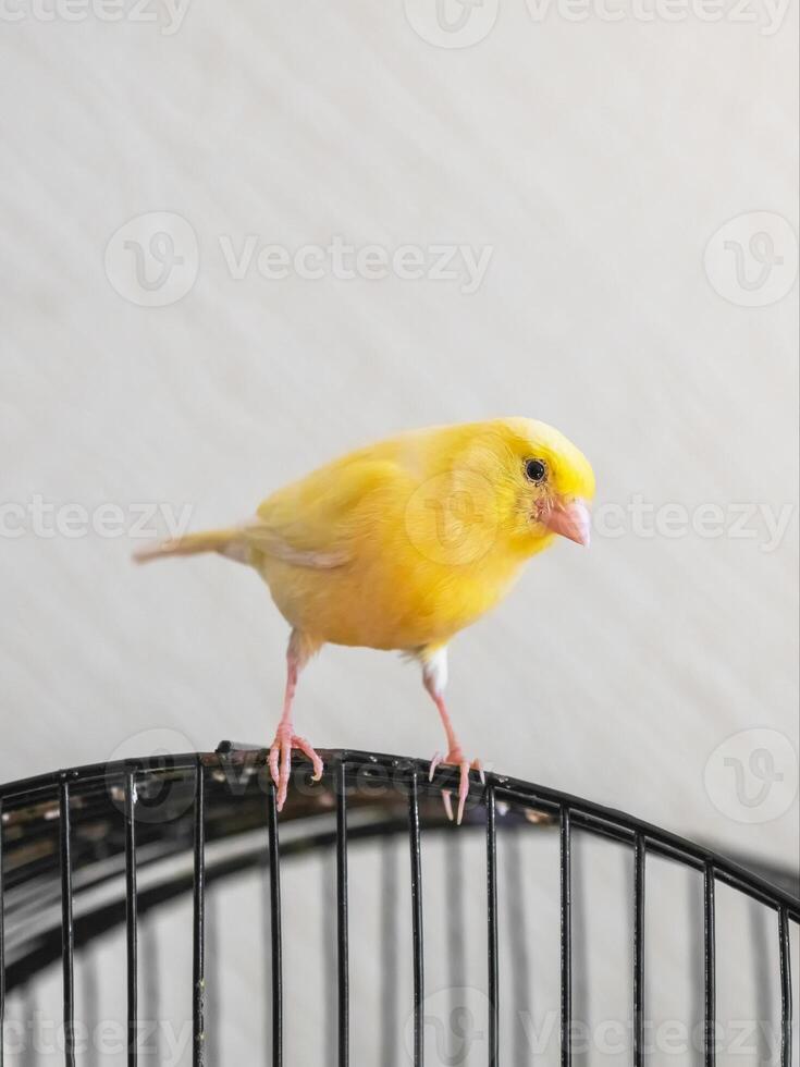 Selective focus. Curious yellow canary looks straight sitting on a cage on a light background. Breeding of songbirds. Vertical view. photo