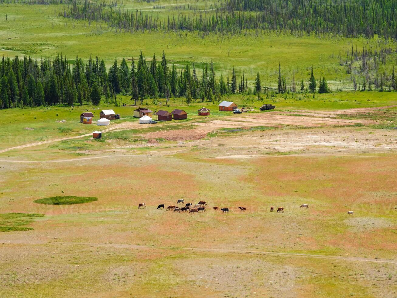 Group of cows in the distance on a ranch. Beautiful scenery with calves and cows grazing in meadow in mountain countryside. Mountain pasture with calf and cows. photo