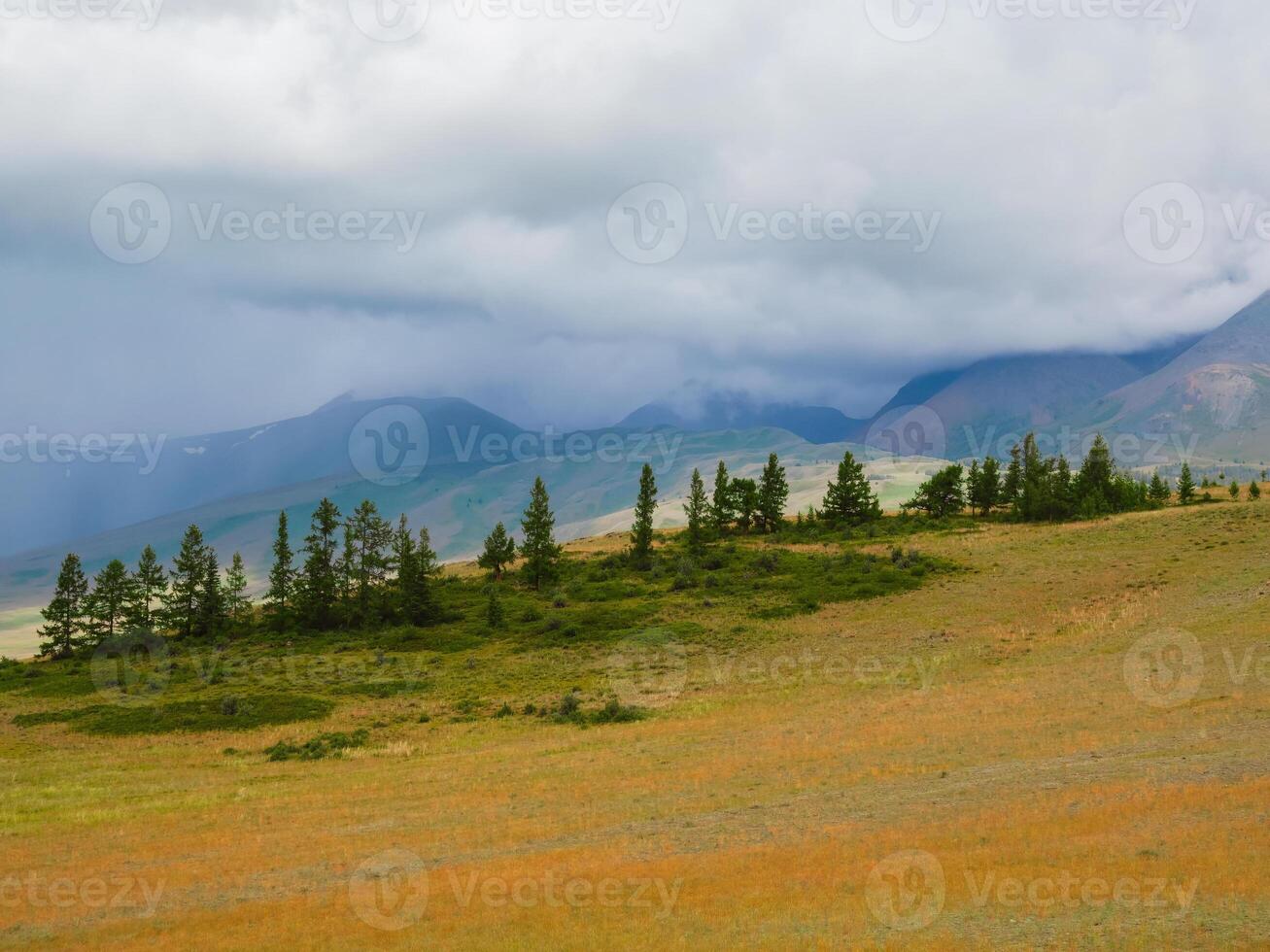 cedar forest and high mountain range in sunlight under cloudy sky in changeable weather. photo