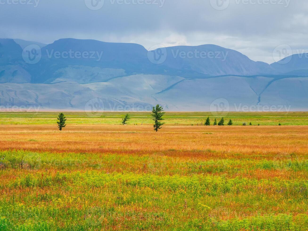 Dramatic view to cedar trees in sunlit steppe against green large mountains in low clouds after rain. Bright landscape with high mountain range in rain and steppe in sunlight in changeable weather. photo