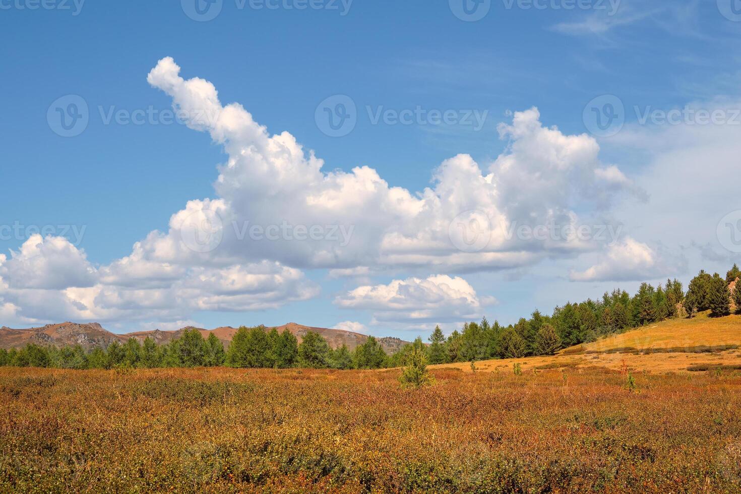 Colorful green landscape with cedar trees on red autumn diagonal rocky hill on background blue cloudy sky in sunlight. Minimal alpine view with bizarre white clouds. Scenic alpine view. photo