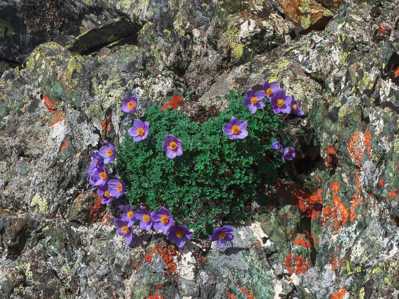Wild mountain flowers bloom on the rocks. Wildlife flower backgr photo