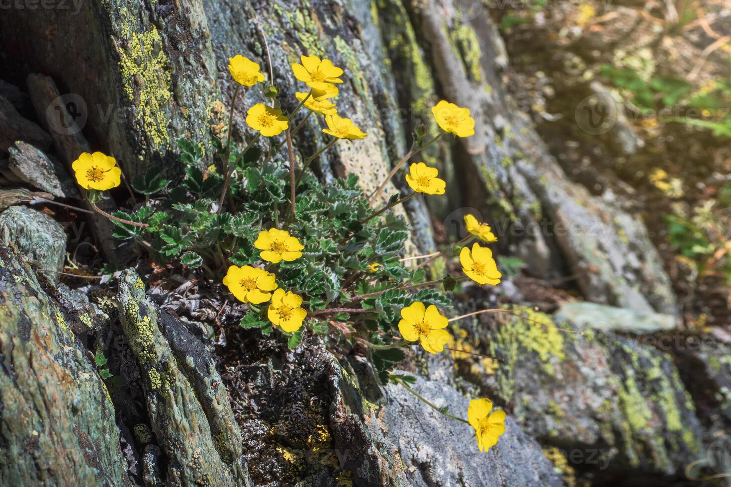Close up of yellow flower Silverweed Potentilla arctica grows from a stone. Mountain flowers postcard. Altai Mountains. Siberia. photo
