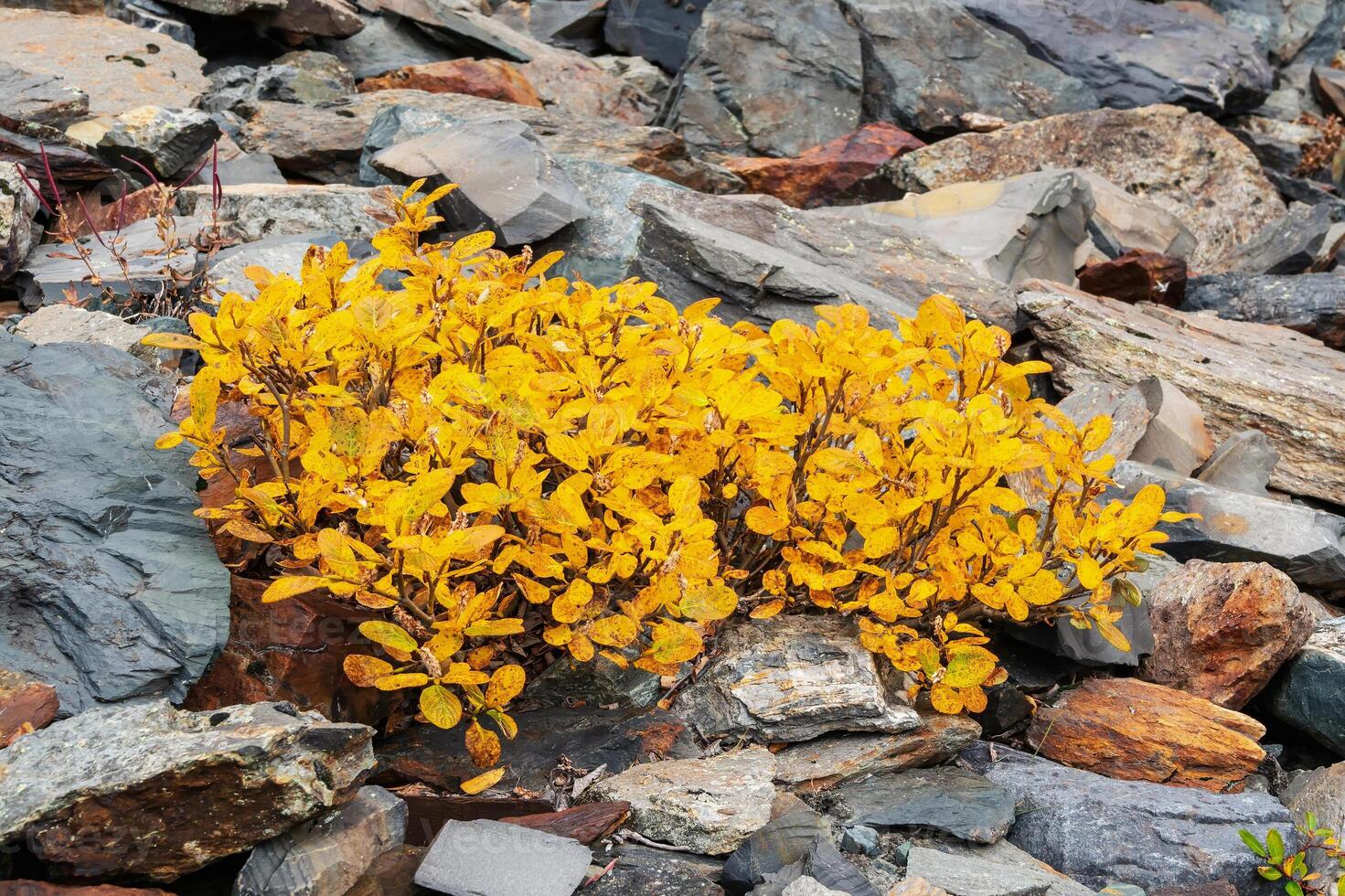 Close up of yellow dwarf birch bush grows on the stones in autum photo