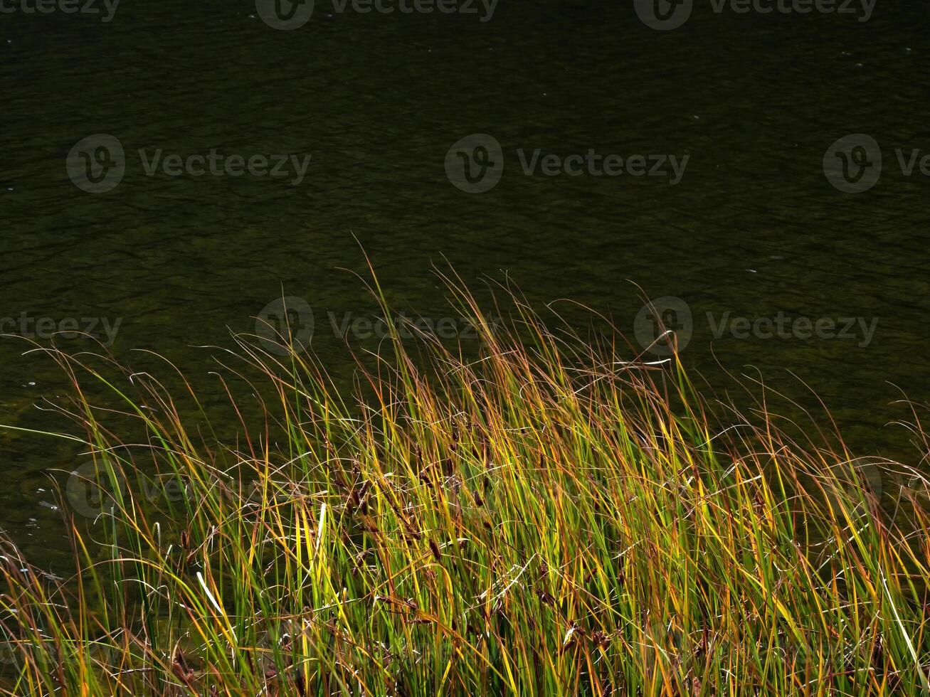 Dark lake, autumn reeds and daylight sun with bokeh. photo