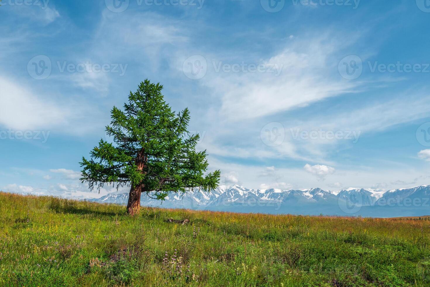 Summer natural background with a lonely tree in the field. Lonely cedar tree against the background of snow-capped mountains. Atmospheric green landscape with tree in mountains. photo