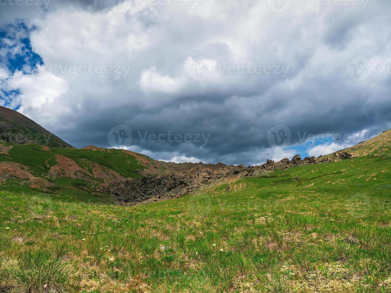 Alpine highlands. Alpine green summer meadow. Texture of the Alpine green slope. photo