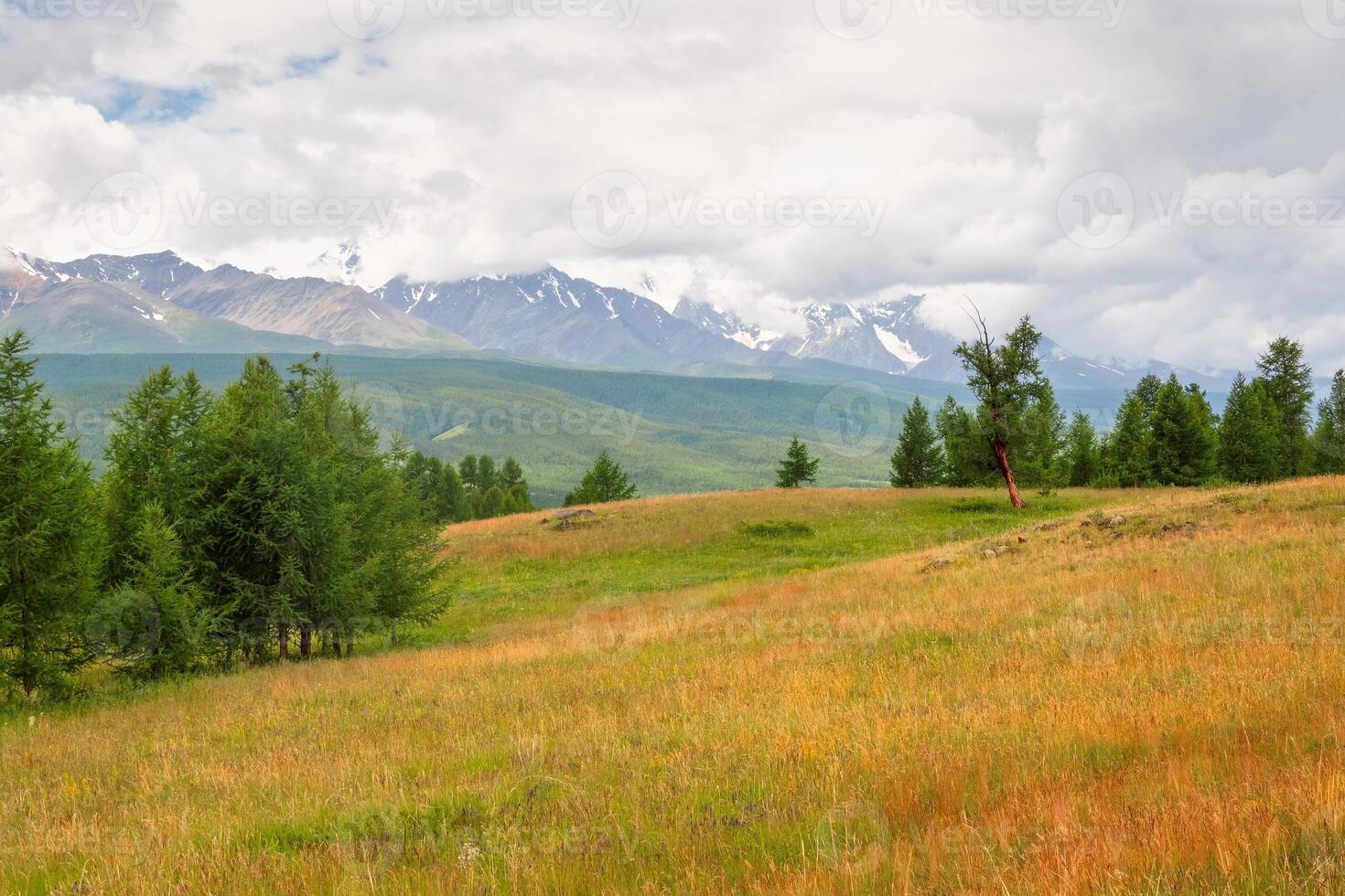 Summer cedar green forest in front of the foggy high mountains photo