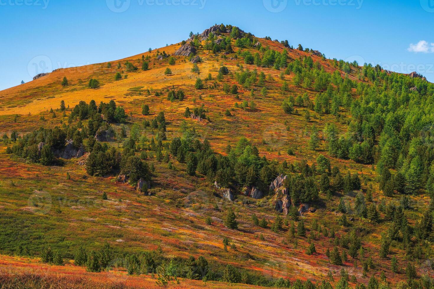 Red autumn mountain hill, a slope with a low-growing shrub of dw photo