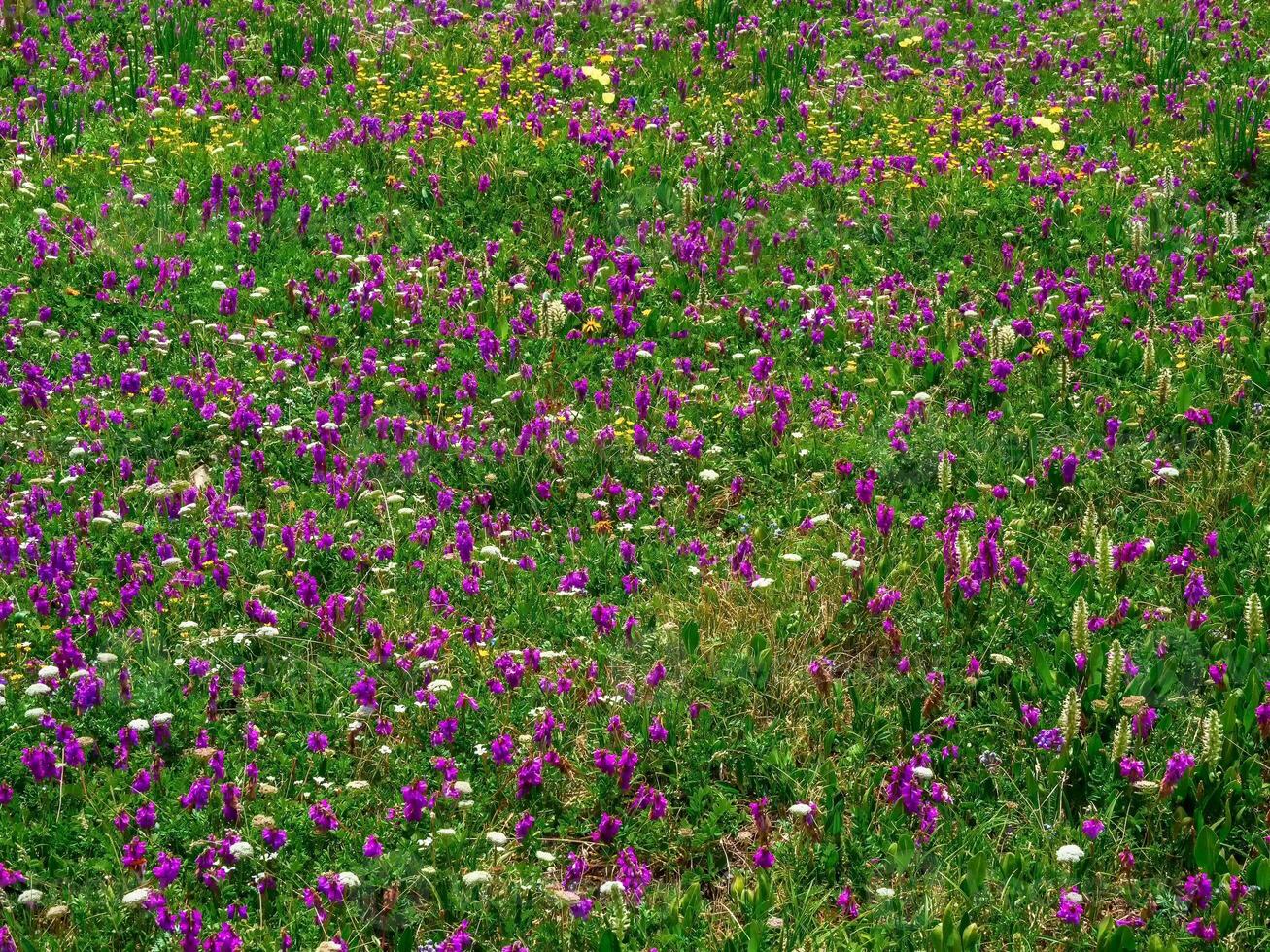 Alpine meadow blooming with various grasses in close-up. photo