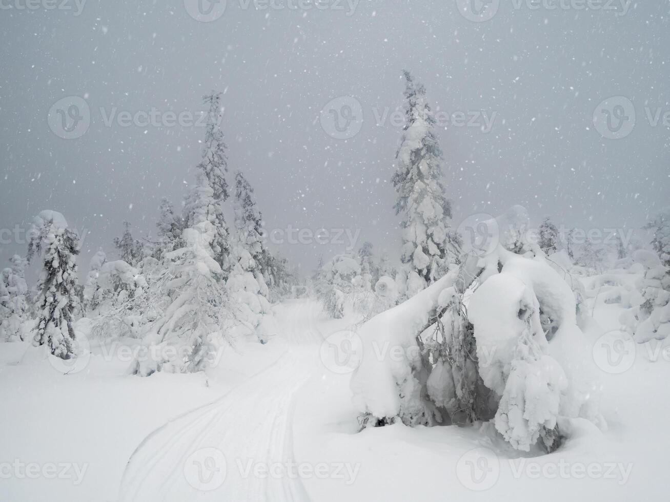 Dramatic winter minimalistic northern background with trail through trees plastered with snow against a snowy sky. Arctic harsh nature. Mystical fairy tale of the winter forest. photo