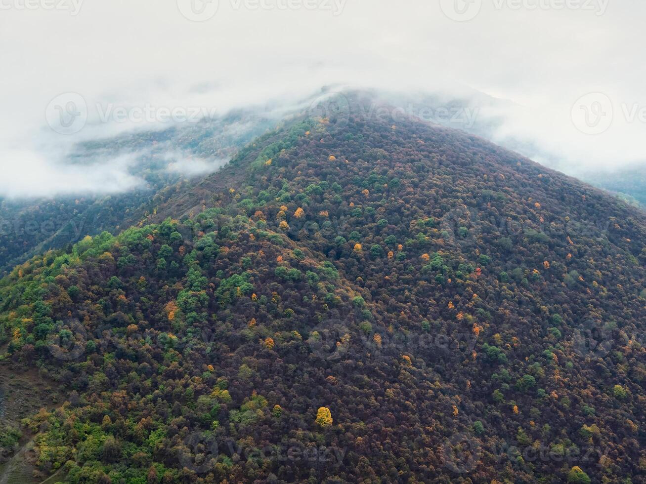 Atmospheric vertical landscape with coniferous trees on stony hill in low clouds photo