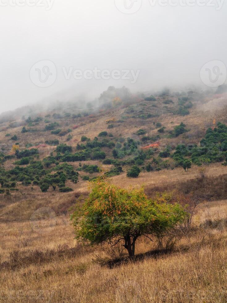 Vertical view of a wet foggy mountain slope. Cloud formation in wet season with tree on a mountain slope. Climate change and natural phenomenon concept. photo