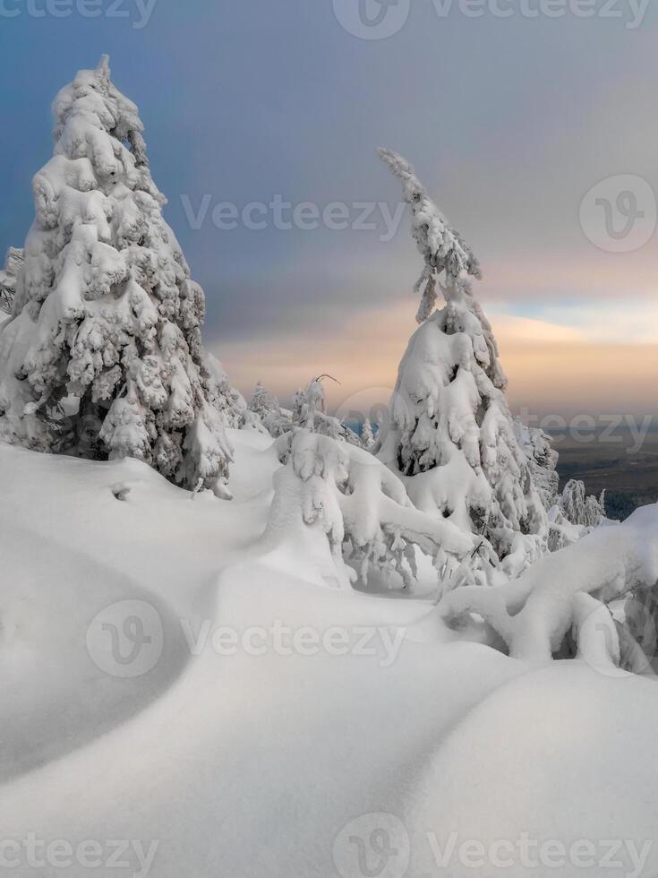 bizarre silhouettes of trees are plastered with snow photo
