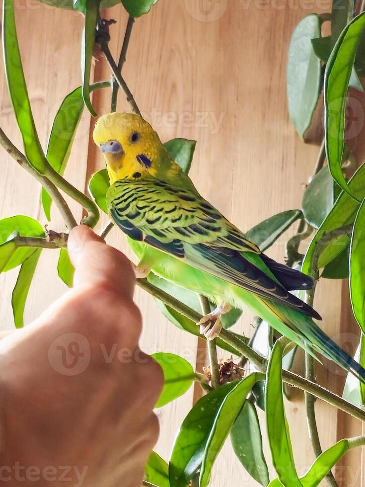 Taming a young budgie. Green young budgie sitting on the branch photo