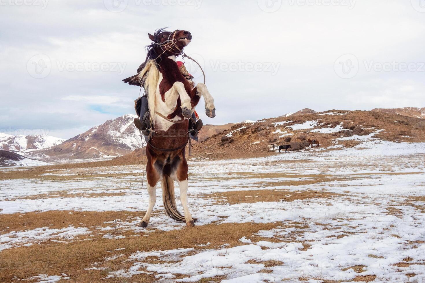 Wild horse are running to freedom on snow field. photo