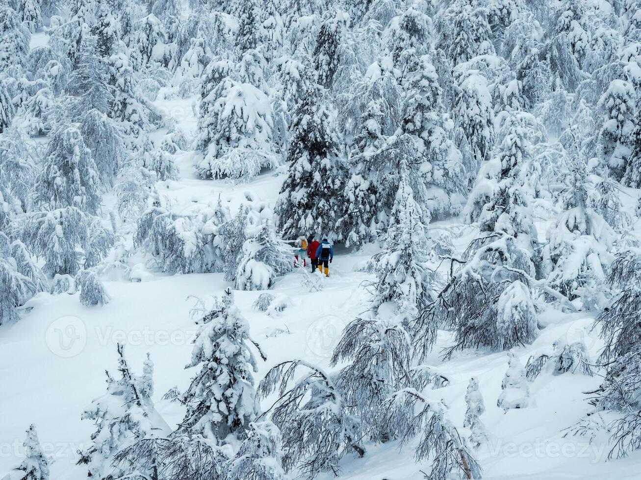 Polar expedition. Group travelers on snowshoes walks photo