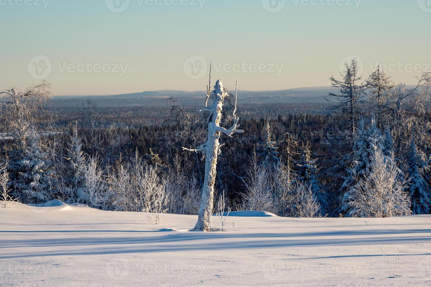 Broken tree in front of an icy hill view with blue sky and snowy landscape. Harsh nature of the North, severe frost, minimalistic winter appearance. photo