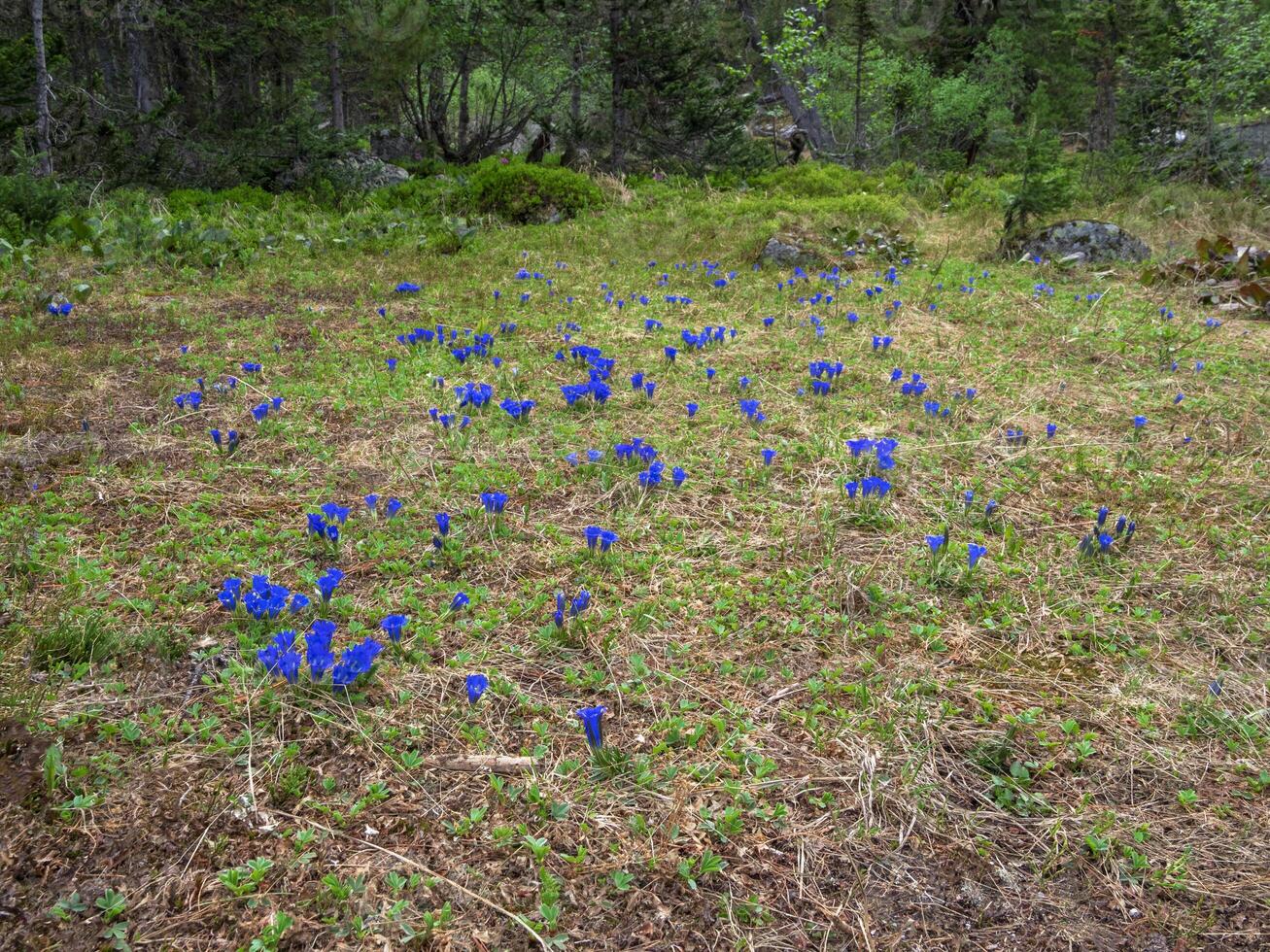 Forest clearing with flowers. Gentian large. photo