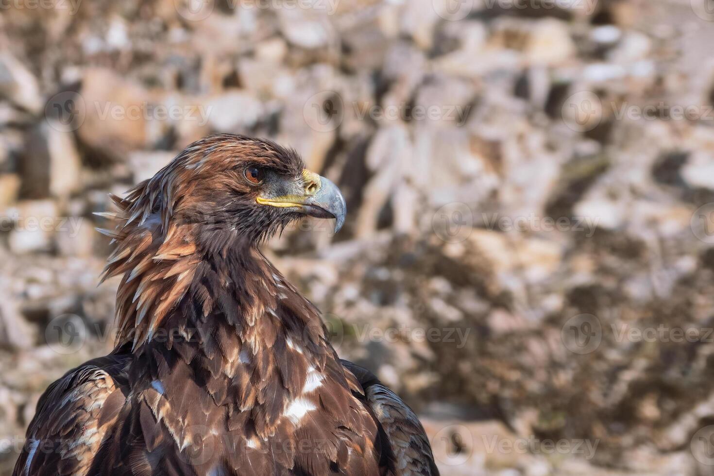 Portrait of a golden eagle in profile. photo
