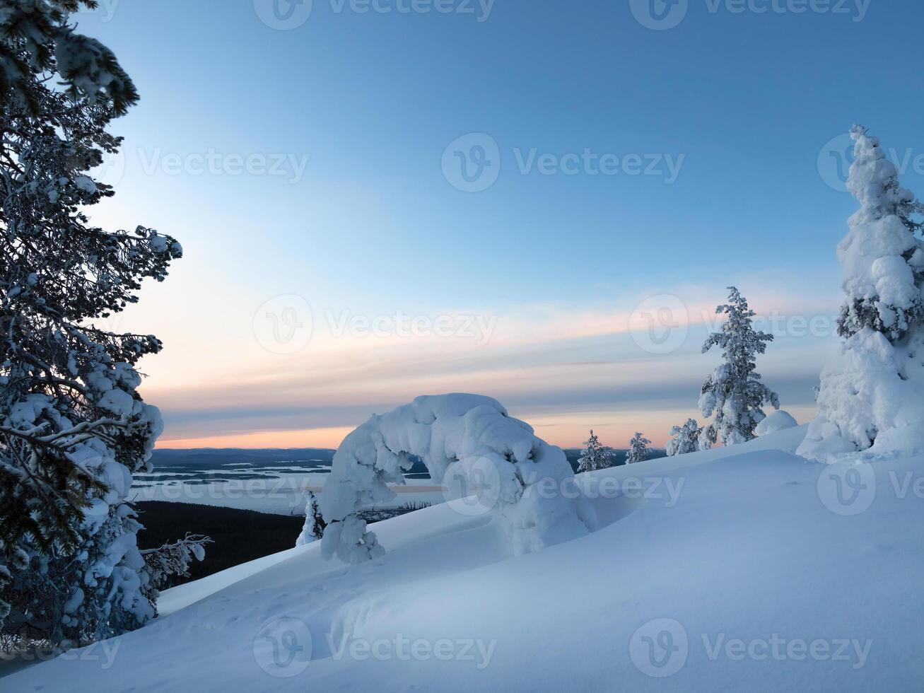 Stunning winter landscape. Amazing nature of the North. Fir tree photo