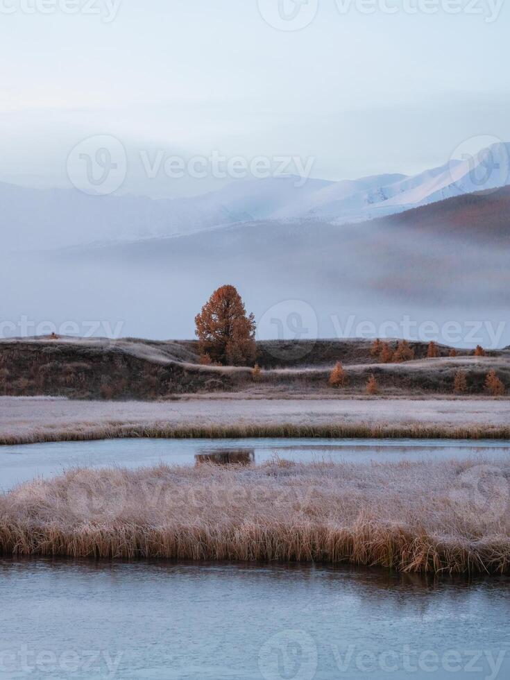 Vertical alpine atmospheric landscape with swampy terrain in thick fog against the background of snow-capped high peaks. Lonely autumn red tree under the mountain. Frost covers the marsh grass. photo