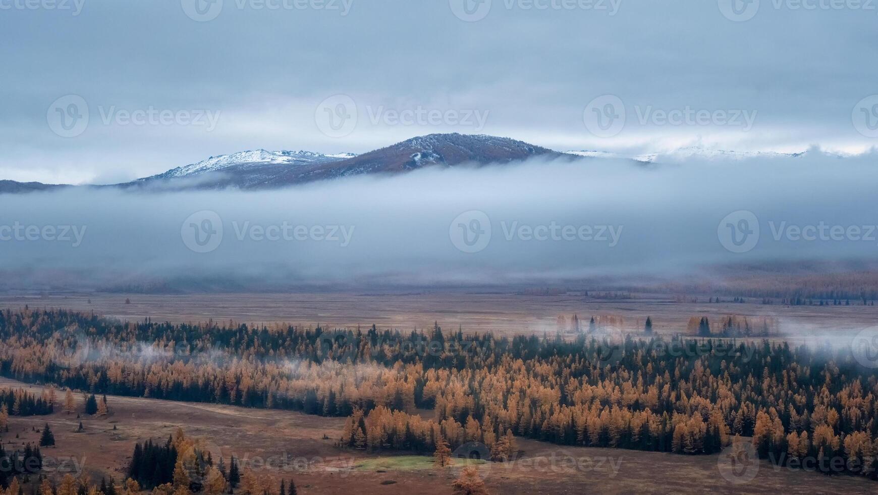Alpine atmospheric scenery with conifer forest in dense fog. Panoramic view. photo