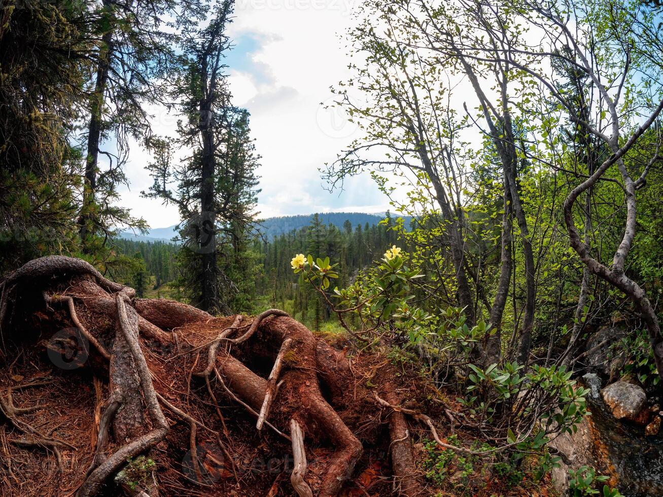 Jungle, intertwined tree roots in the foreground, Siberian taiga and a flowering bush of yellow rhododendrons. Mountain forest. photo