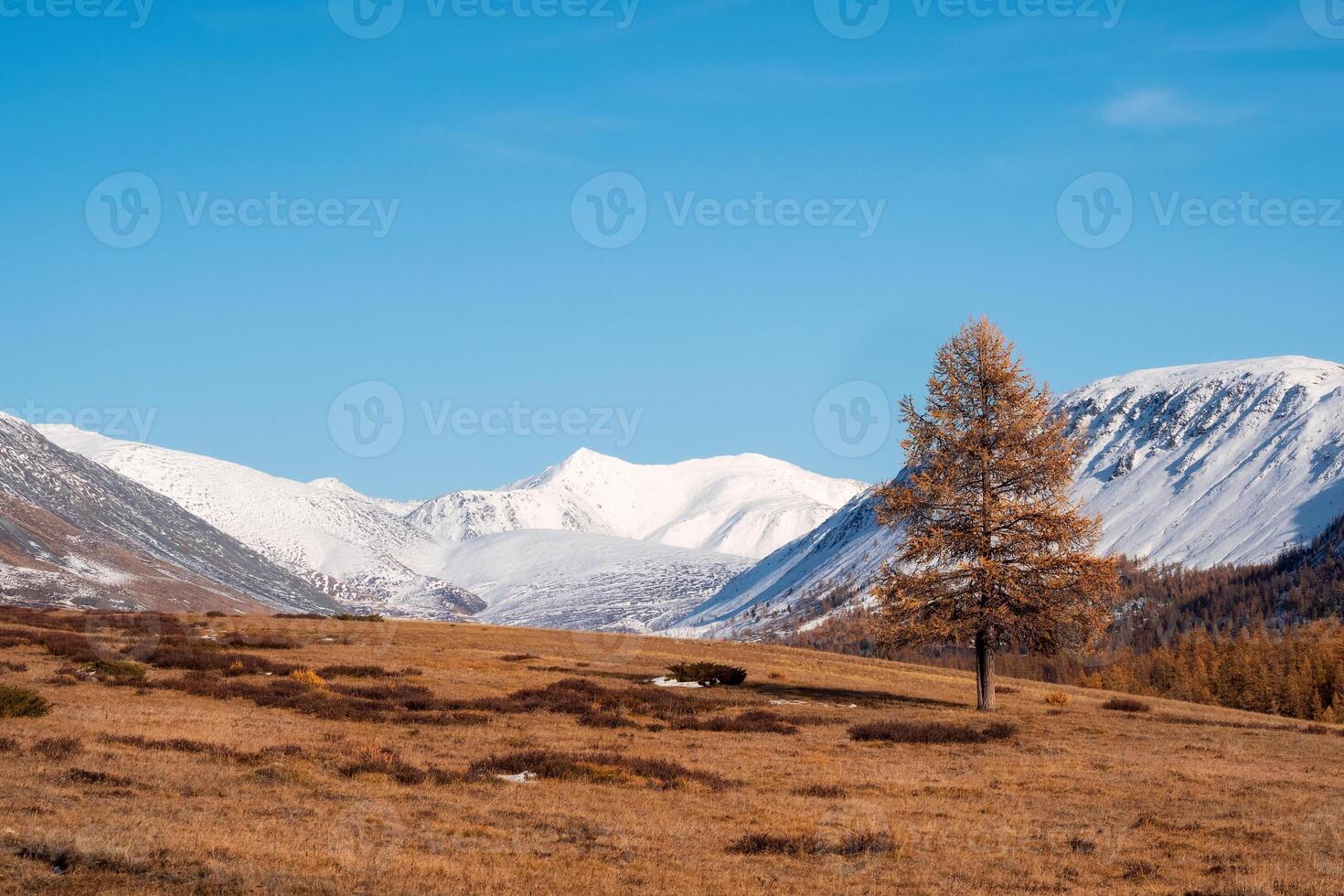 Autumn golden tree on the background of snow-white mountains. Im photo