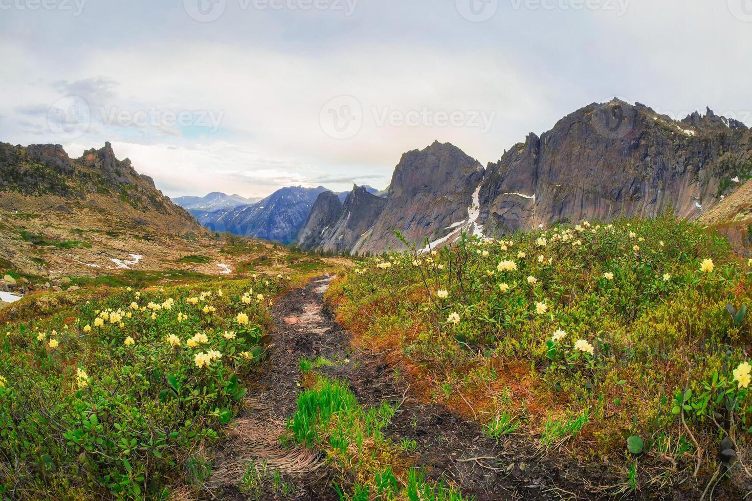 Amazing foggy summer landscape with green and flowers valley and photo