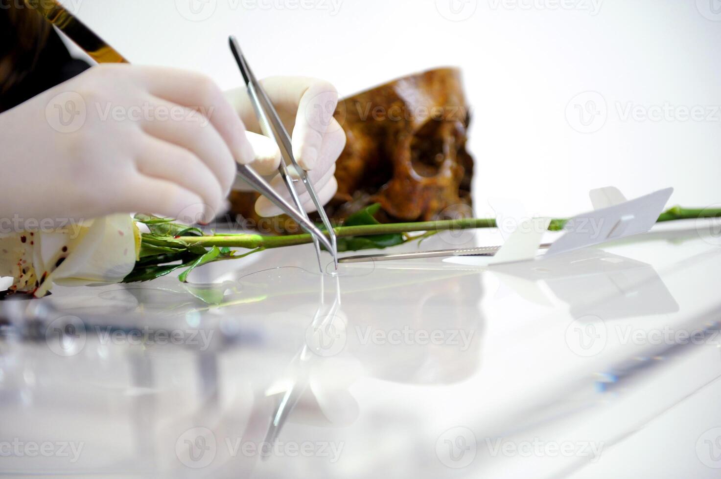 human skull in hands Close up florist working in a flower shop and cutting flower stem with pruning shears while making composition arrange. Pruner. photo