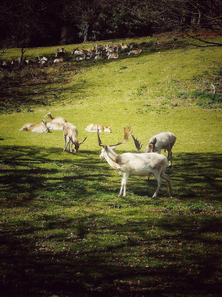 DEERS GRAZING IN SPRING, ASHTON COURT ESTATE, BRISTOL, ENGLAND photo