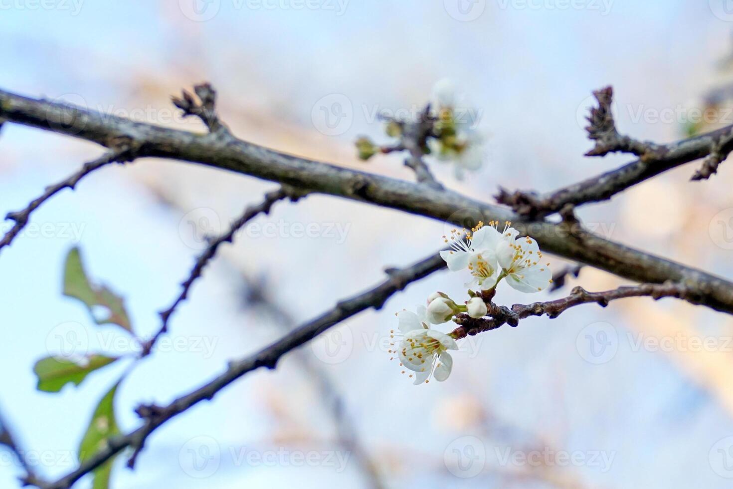 Plum flowers have white flowers with yellow stamens and are fragrant. The petals are divided into single and double petals and produce fruit. photo