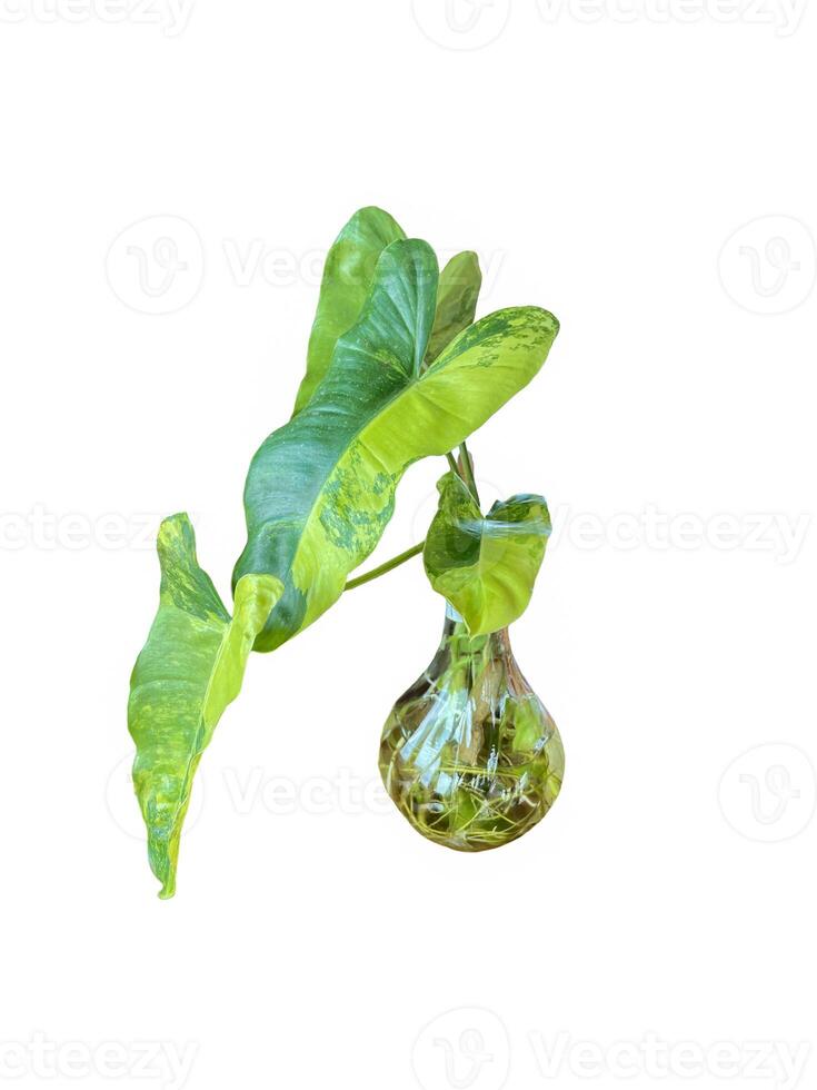 isolated Philodendron burle marx variegated in a glass vase on white background It is a plant grown indoors that helps remove toxins from the air. photo