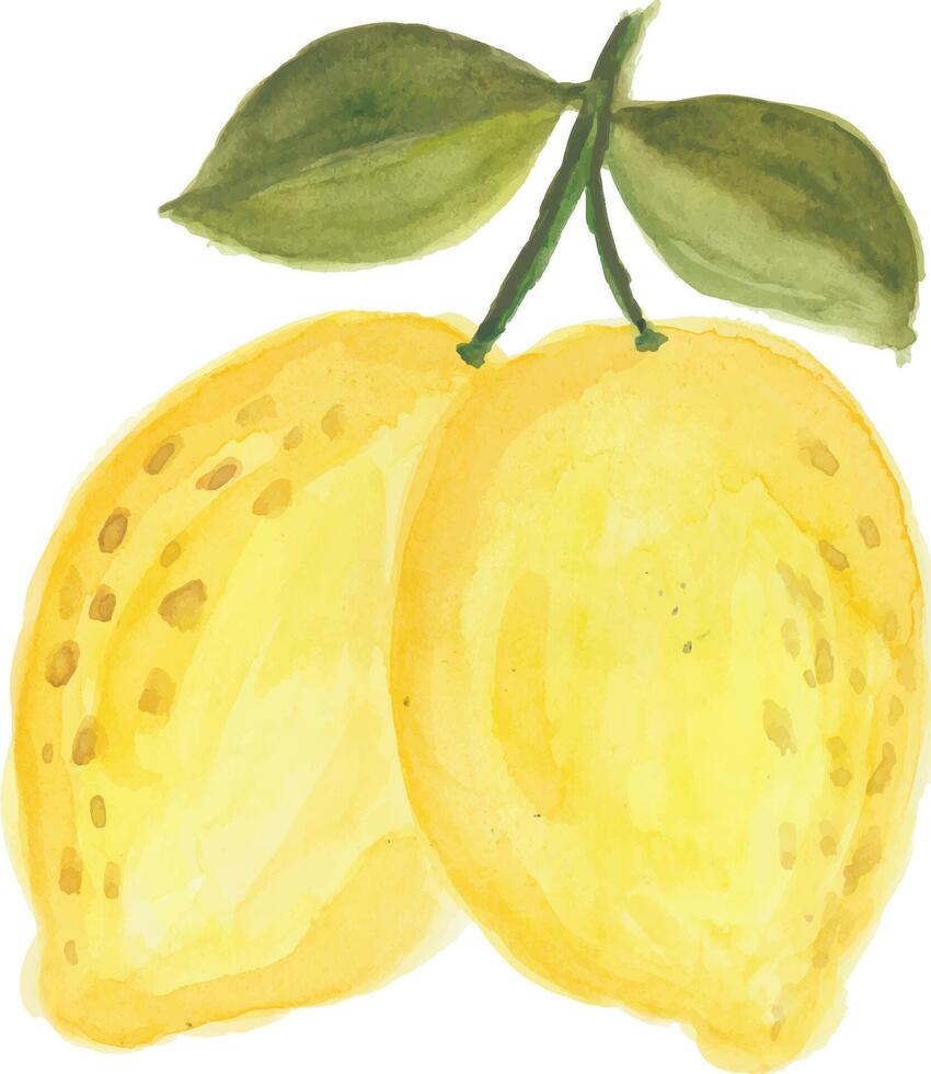 watercolor painting of lemon on white background vector