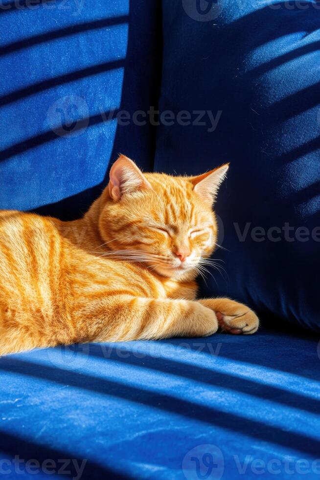 Orange tabby cat enjoys warm sunlight while lounging on navy blue velvet sofa photo