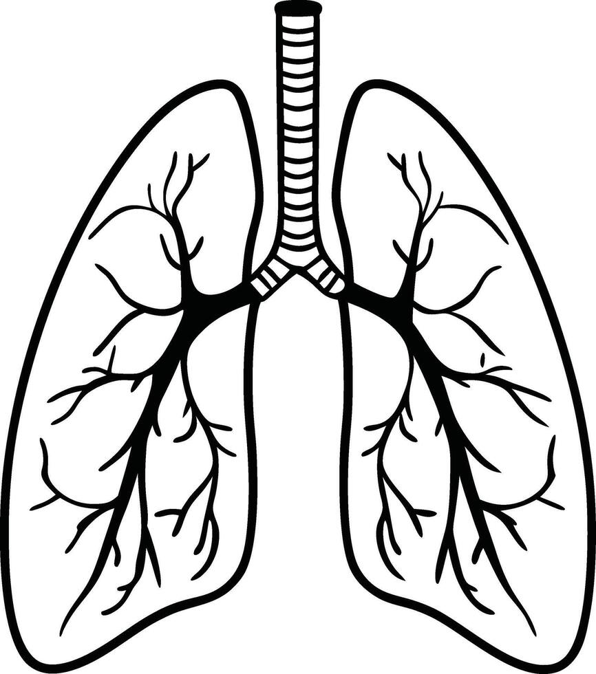 Human Lungs Anatomy Silhouette vector