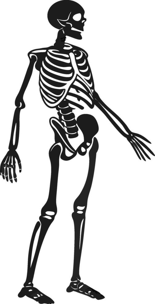 Detailed Skeleton Silhouette Design vector