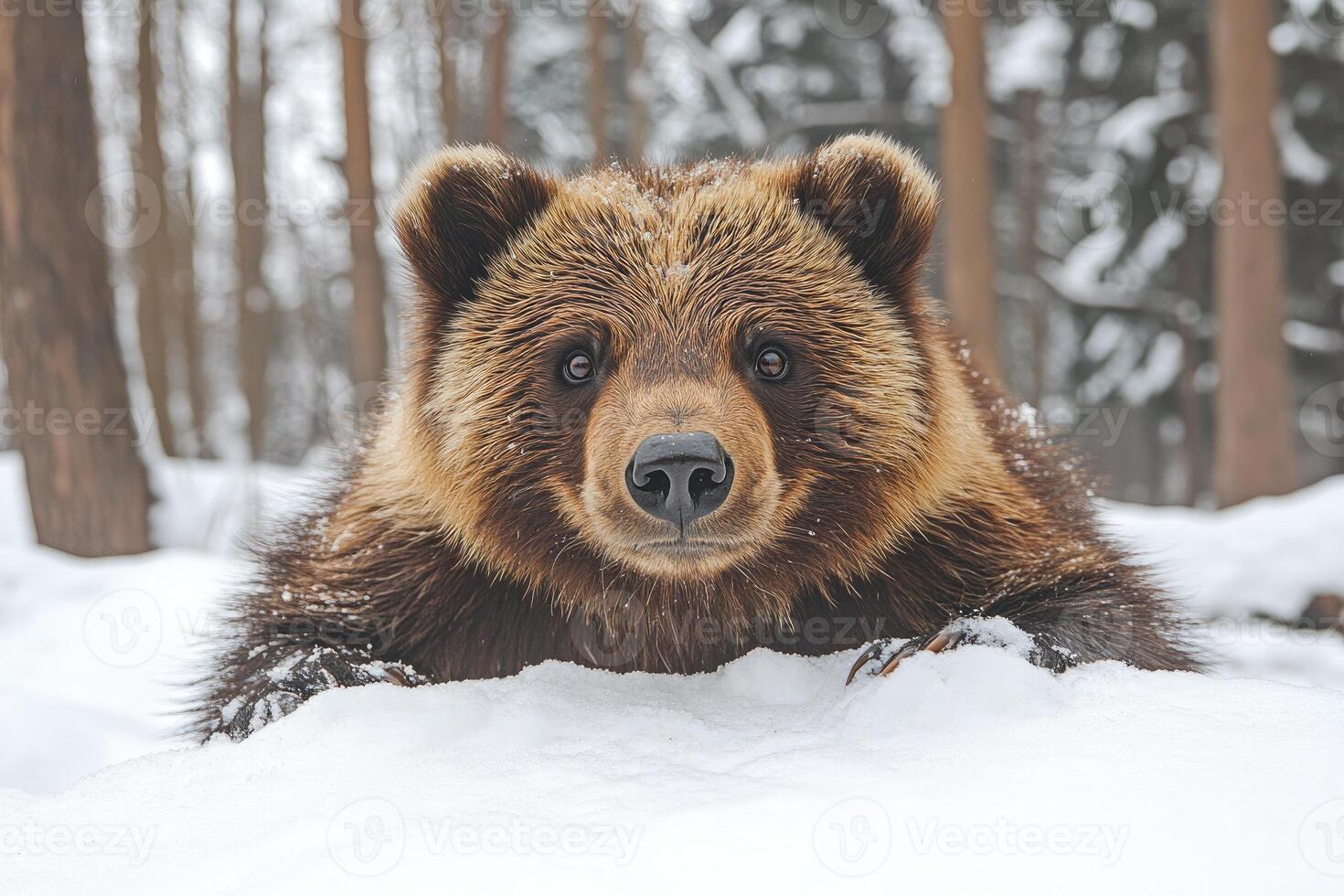 Brown Bear Cub In Winter Snow Forest photo
