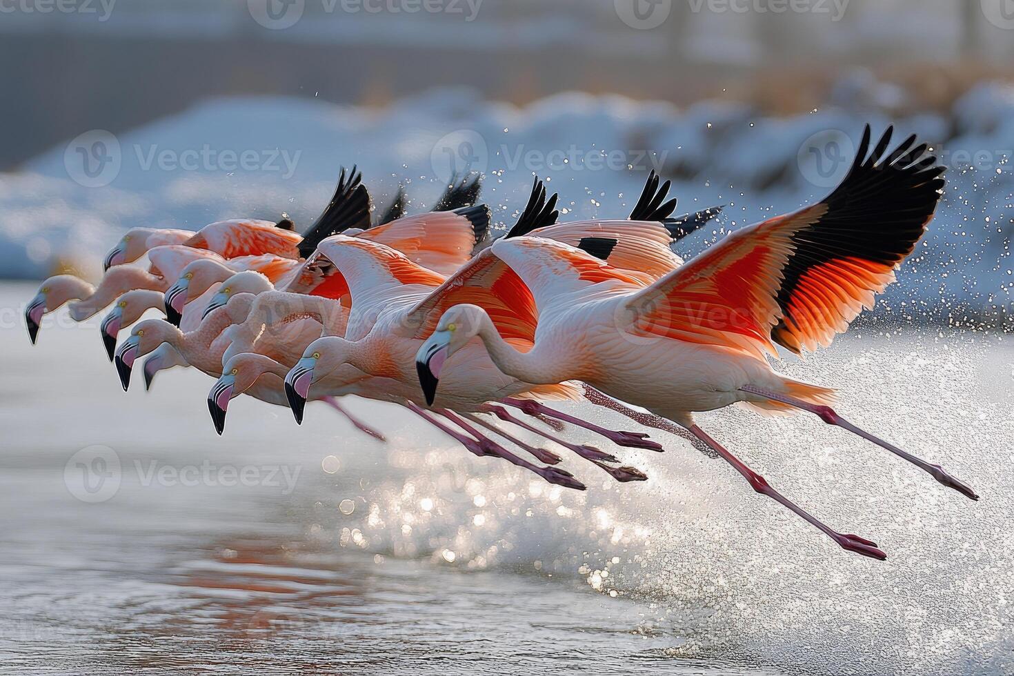 Chilean Flamingos Taking Flight Over Water photo