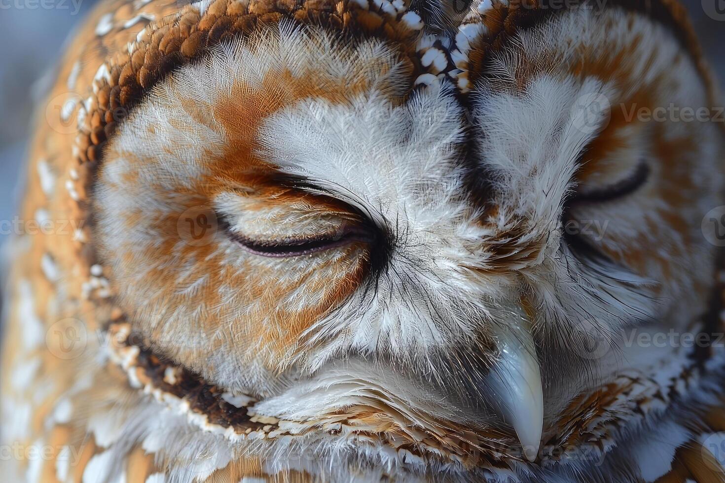Close Up Of A Sleeping Owls Face Feathers photo