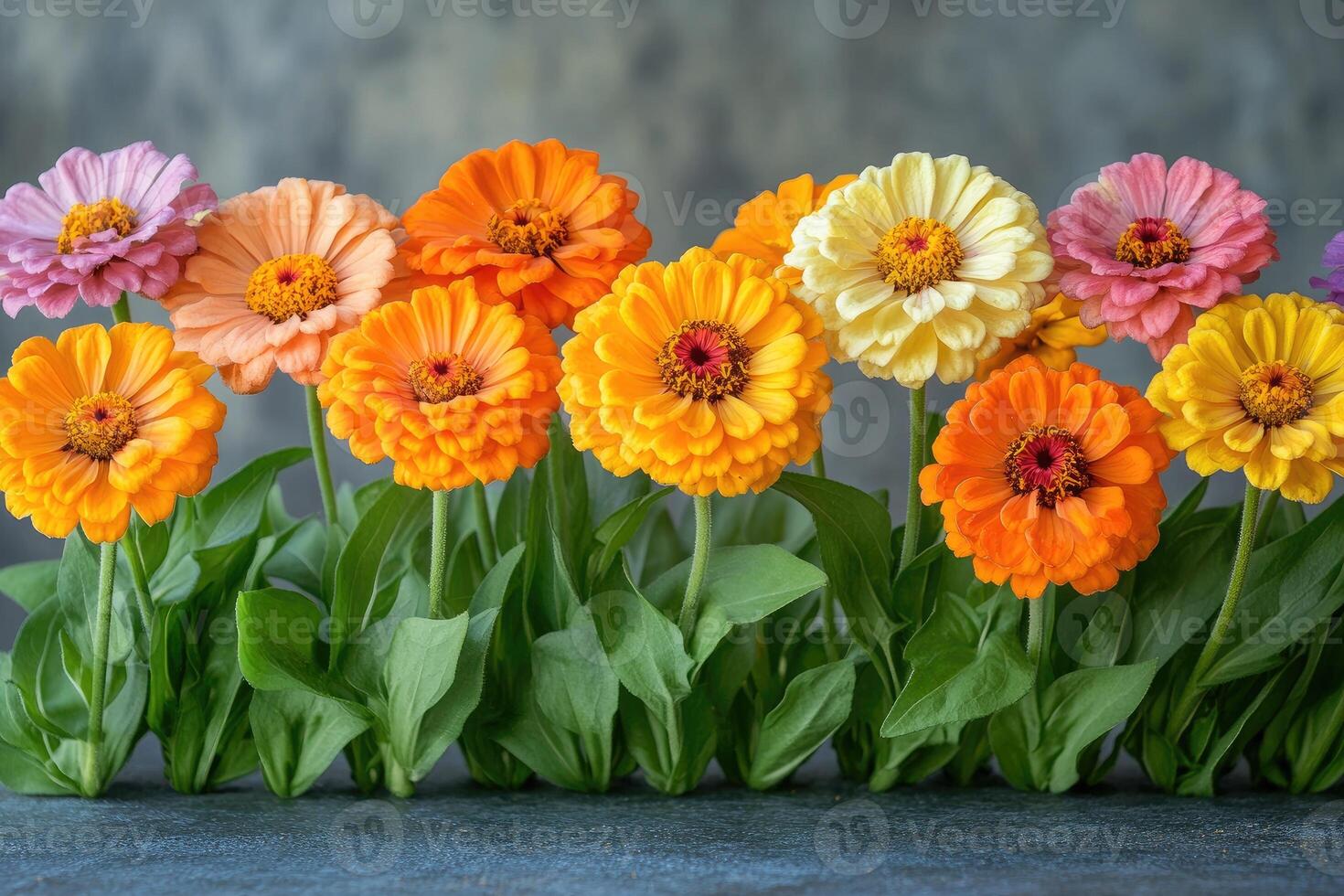 Colorful Zinnia Flowers in a Row photo
