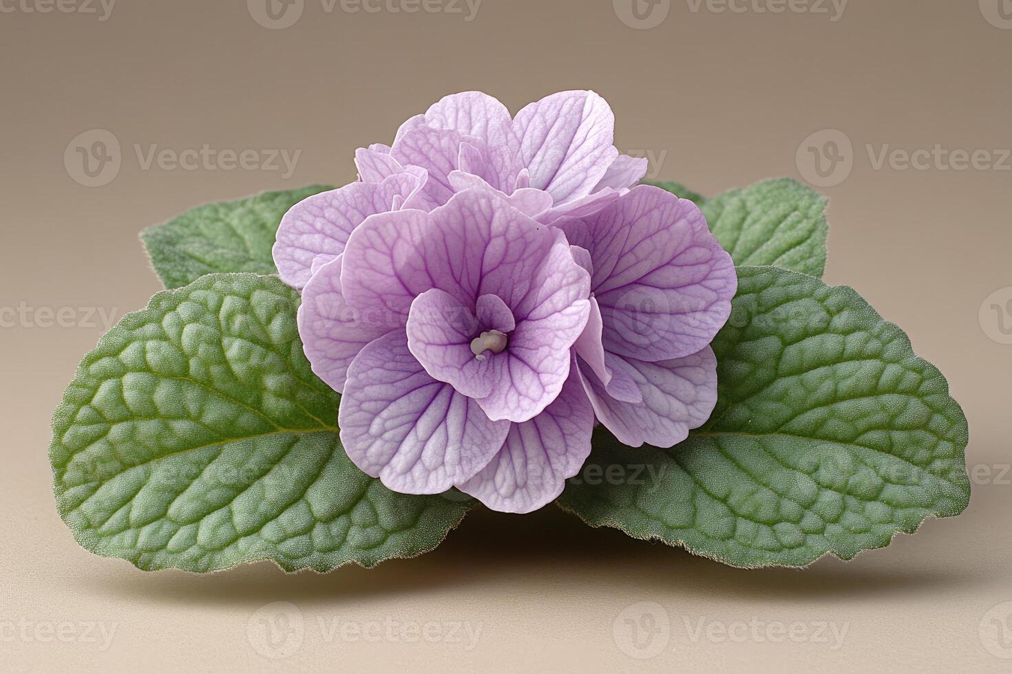Delicate Lavender African Violet Blossom with Green Leaves photo