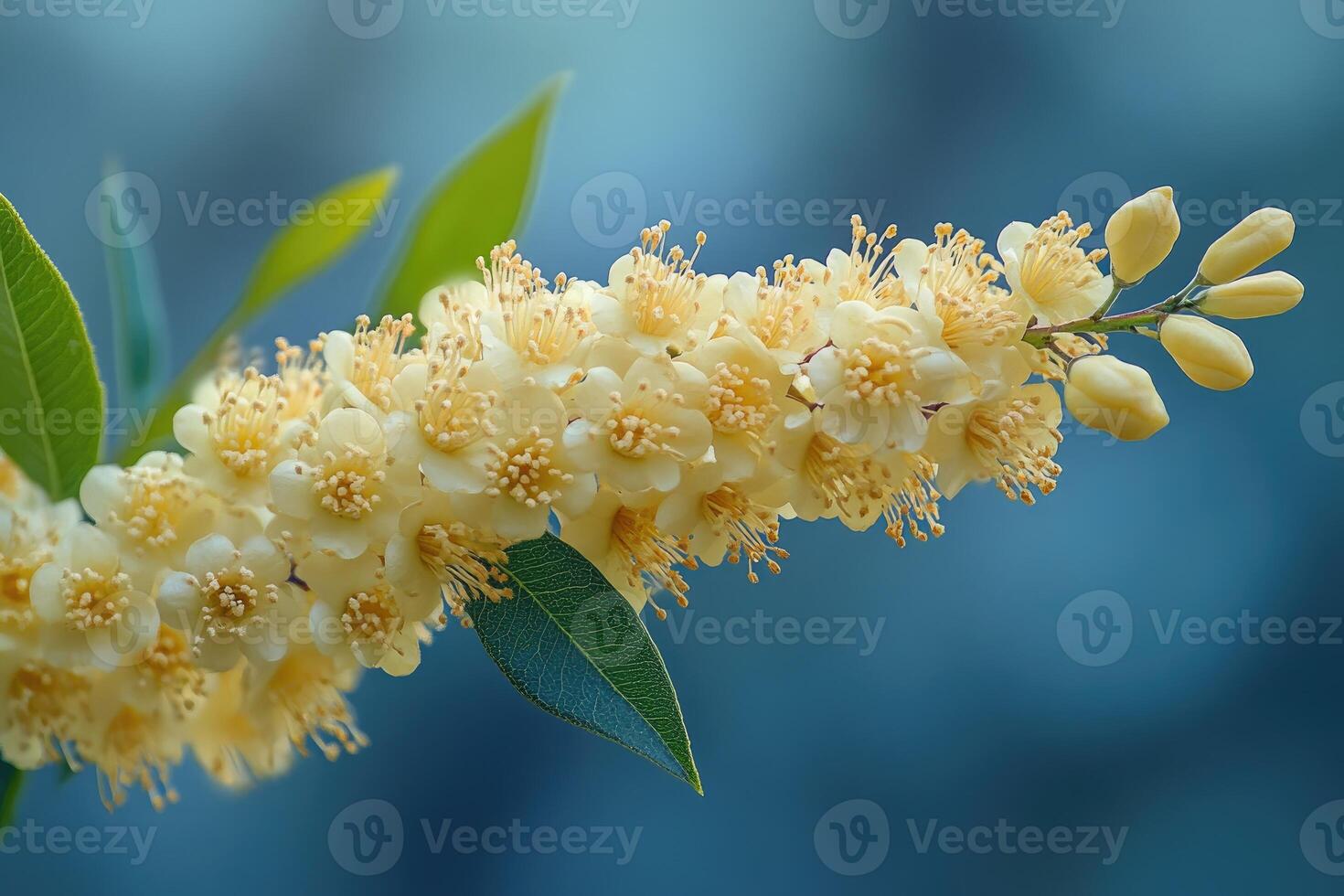 Delicate pale yellow blossoms cluster on a branch photo